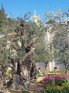 Alte Olivenbäume im Garten Gethsemane