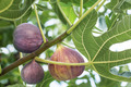 Feigen hängen an einem Baum