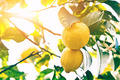 Das Foto zeigt Zweige eines Zitronenbaums mit Früchten. Sonne scheint im Hintergrund.