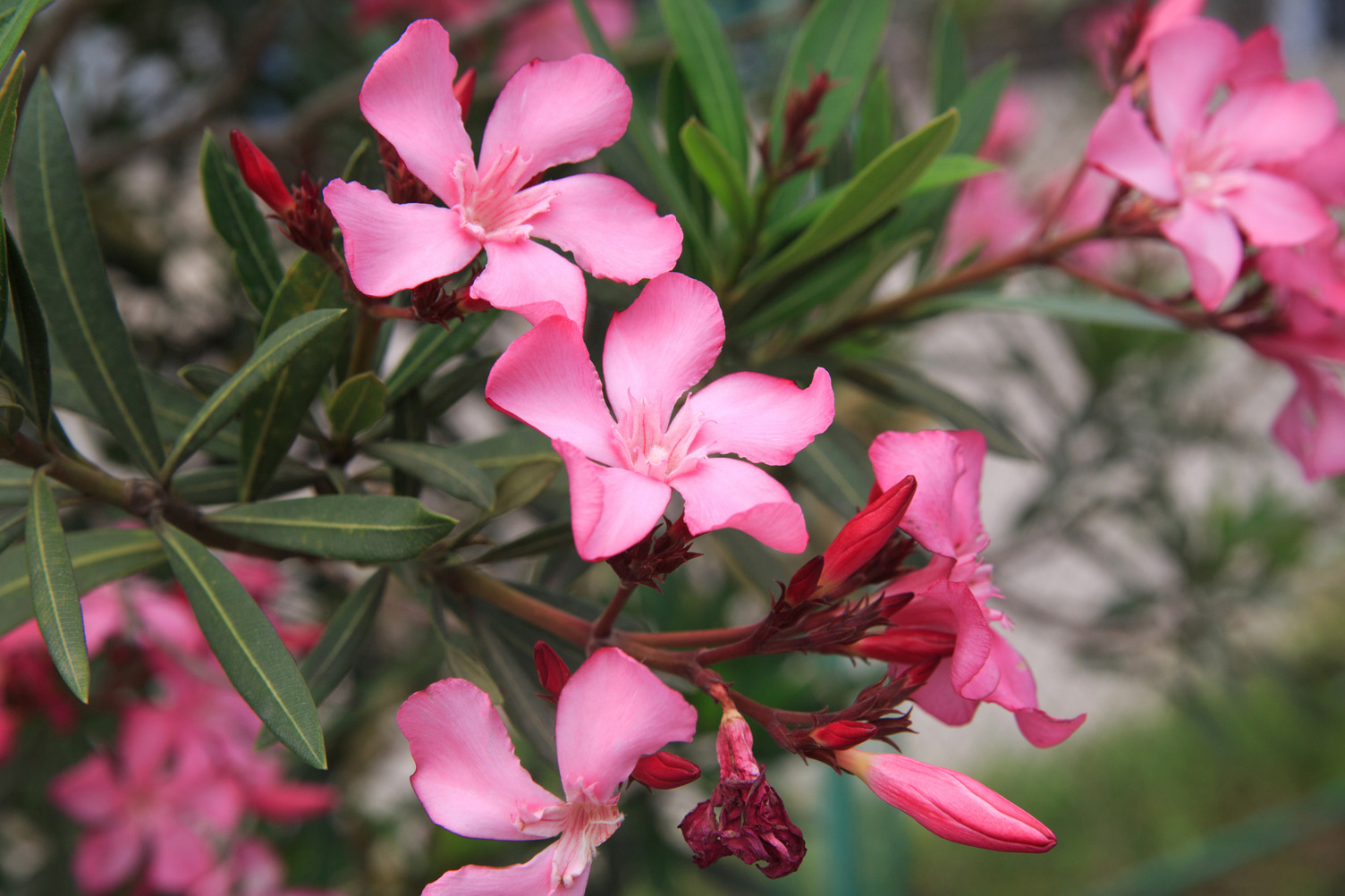 Pink farbende Blüten