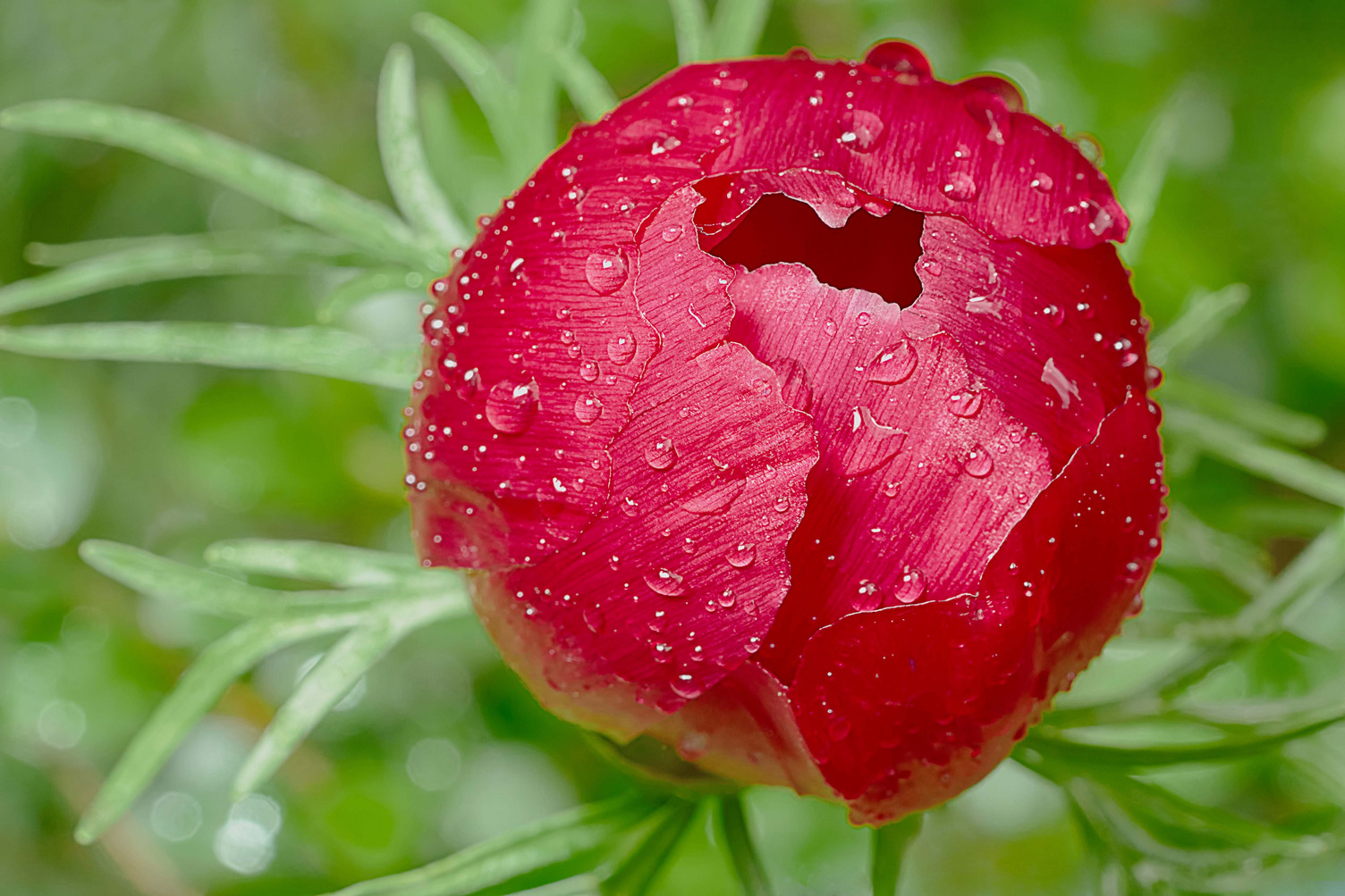 Eine pinkfarbende runde Blüte