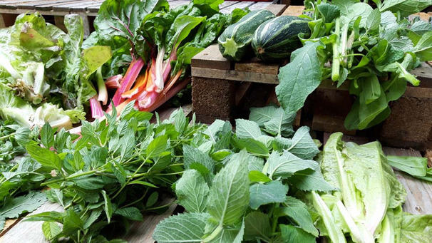 Das Foto zeigt mehrere soeben geerntete Blattgemüse und Salate