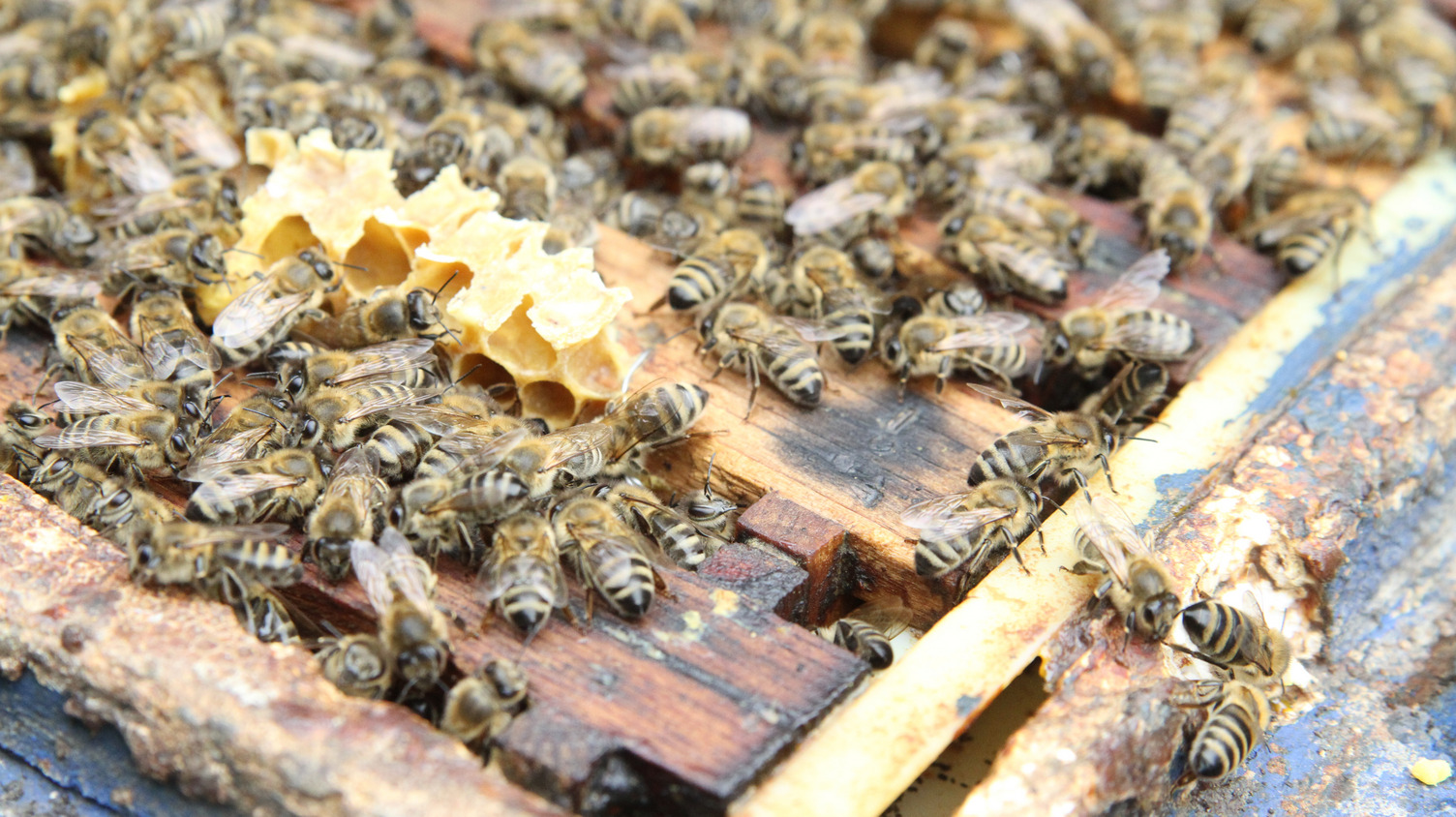 Viele Honigbienen