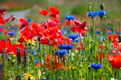 Ein blühendes Feld mit roten Mohnblumen und blauen Kornblumen. Die Farben leuchten in der Sonne, umgeben von grünem Gras und verschiedenen anderen Wildblumen. Die Szenerie vermittelt eine frohe, lebendige Atmosphäre.