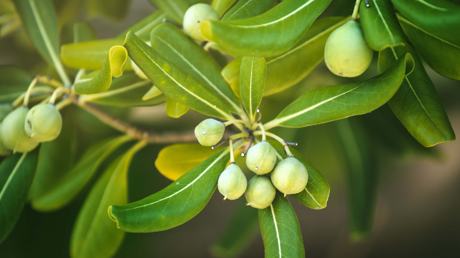 Olivenfrüchte und grüne Blätter hängen an einem Zweig