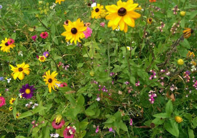 Das Foto zeigt eine blühende Wiesen mit Sonnenblumen im Vordergrund