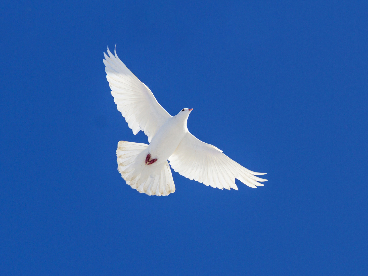 Ein blauer Himmer mit einer fliegenden weißen Taube.