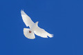 Ein blauer Himmer mit einer fliegenden weißen Taube.