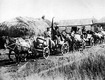 Das Foto zeigt den Abtransport von Getreide mit Pferdegespannen Anfang der 1930er Jahre in der Ukraine
