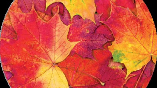 Das Bild zeigt Blätter in herbstlichen Farben.