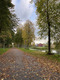 Ein kleiner Weg durch einen Park der mit gelbem Laub bedeckt ist. In der Ferne kann man einen kleinen See sehen.