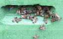 Bienen sammeln sich am Eingang des Bienenstocks.