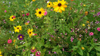 Das Foto zeigt eine blühende Wiesen mit Sonnenblumen im Vordergrund