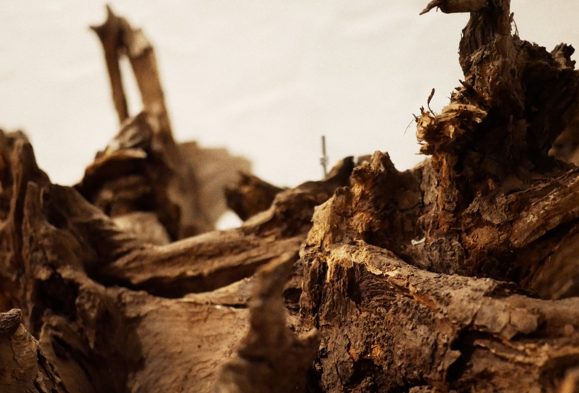 Eine Nahaufnahme von verwittertem Holz zeigt die rauen, unregelmäßigen Strukturen und die natürlichen Farbnuancen des Materials. Die Oberfläche wirkt trocken und zeigt deutliche Spuren der Zeit, während sie sich in die Tiefe verjüngt.