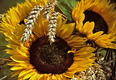 Ein Arrangement aus leuchtenden Sonnenblumen mit großen, braunen Blütenmitten und lebhaften, gelben Blütenblättern. Getrocknete Ähren sind partielle Elemente dieser Blumenanordnung, die die natürliche Schönheit und den ländlichen Charme betonen.