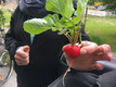 Eine Person hält eine frische Radieschenpflanze in der Hand. Die knallrote Knolle ist mit grünen Blättern ausgestattet, die nach oben ragen. Im Hintergrund sind verschwommene Elemente einer urbanen Umgebung sichtbar.
