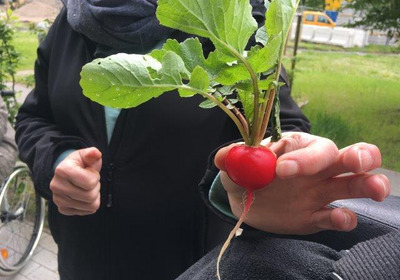 Eine Person hält eine frische Radieschenpflanze in der Hand. Die knallrote Knolle ist mit grünen Blättern ausgestattet, die nach oben ragen. Im Hintergrund sind verschwommene Elemente einer urbanen Umgebung sichtbar.