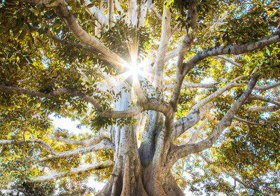 Sonnenlicht durch einen Baum