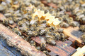 Bienen auf Waben