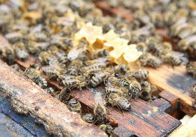 Bienen auf Waben