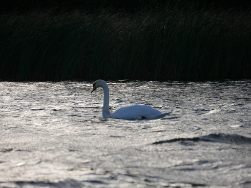 Ein Schwan schwimmt auf glänzendem Wasser.