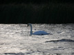 Ein Schwan schwimmt auf glänzendem Wasser.