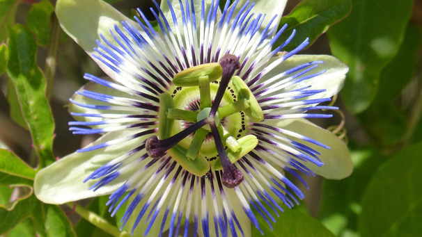 Passionsblume