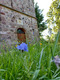 Eine steinerne Wand mit einer Holzpforte, umgeben von hohem Gras und bunten Wildblumen. Im Vordergrund steht eine blaue Blume. Die Szene vermittelt eine ruhige, naturnahe Atmosphäre.