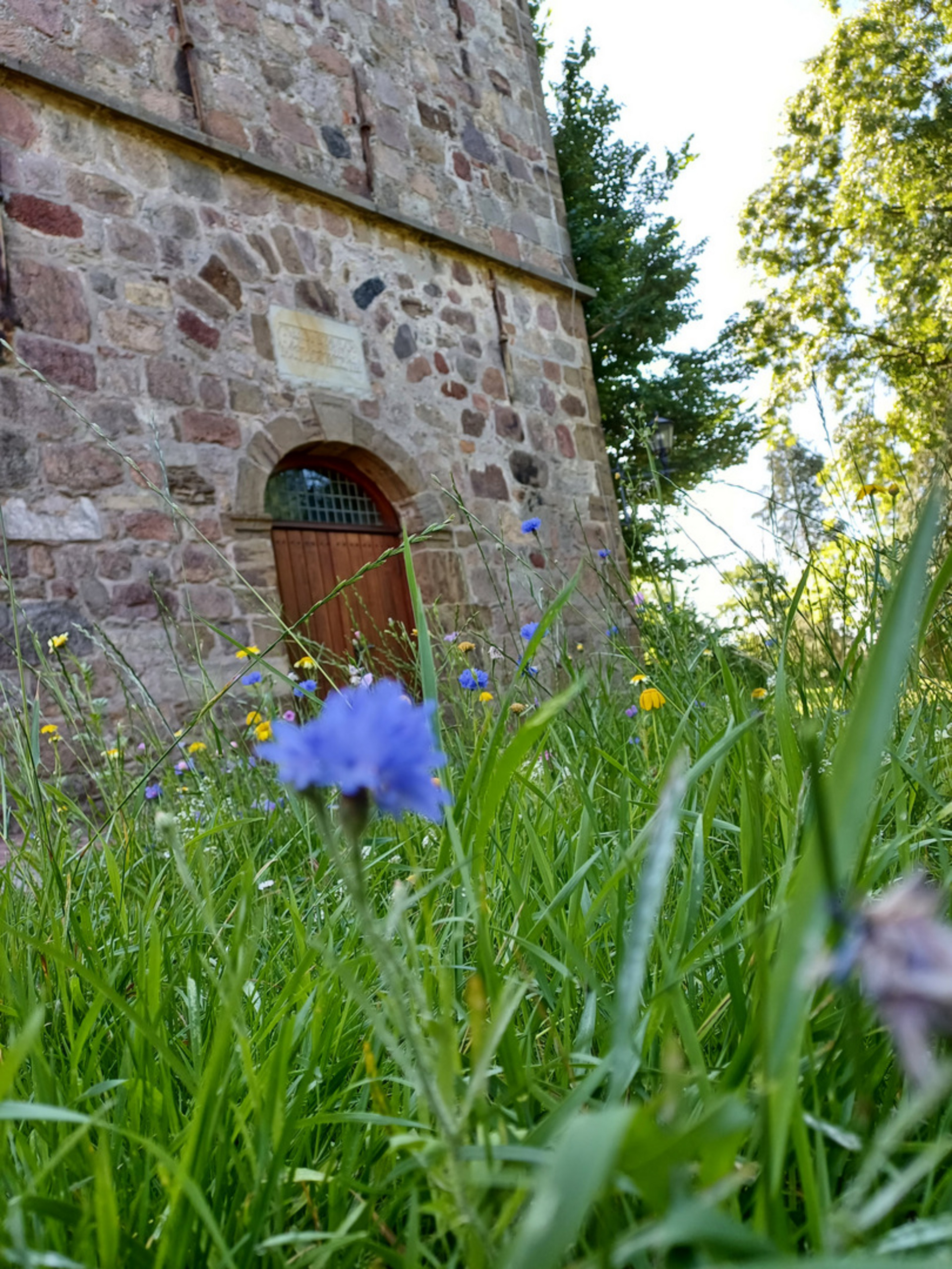 Eine steinerne Wand mit einer Holzpforte, umgeben von hohem Gras und bunten Wildblumen. Im Vordergrund steht eine blaue Blume. Die Szene vermittelt eine ruhige, naturnahe Atmosphäre.