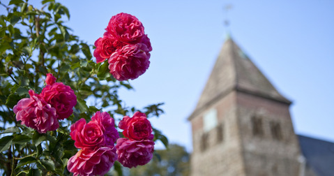 Blumen mit einem Kirchgebäude im Hintergrund
