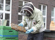Der Imker Heiner Lenz, gekleidet in einem Schutzanzug, gegutachtet eine Wabe aus seinem Bienenstock.