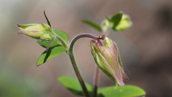 Eine Nahaufnahme einer Pflanze mit mehreren knospenden Blüten. Die Blüten sind grün mit lila Akzenten und umgeben von grünen Blättern. Der Hintergrund ist unscharf und hebt die Pflanze hervor.