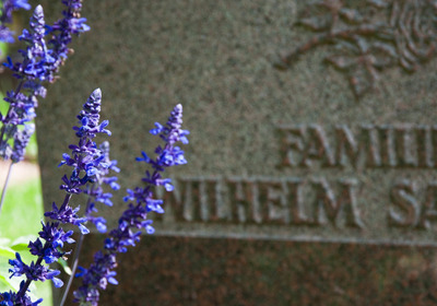 Violette Blumen wachsen vor einem Grabstein mit einer Inschrift.