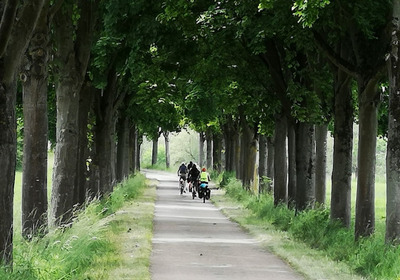 Eine Gruppe von Radfahrern fährt einen schmalen Weg entlang, der von hohen, grünen Bäumen gesäumt ist. Der Weg führt durch eine ruhige Landschaft, umgeben von Wiesen und Bäumen, und schafft eine einladende Atmosphäre für die Freizeitaktivität.