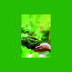 Das Foto zeigt das Plakatmotiv des diesjährigen Tag der Schöpfung. Eine Pflanzen-Hand, symbolisch für die Erde, übergibt behutsam einen Schössling an eine menschliche Hand.