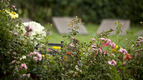 Blumen und Pflanzen auf dem Friedhof