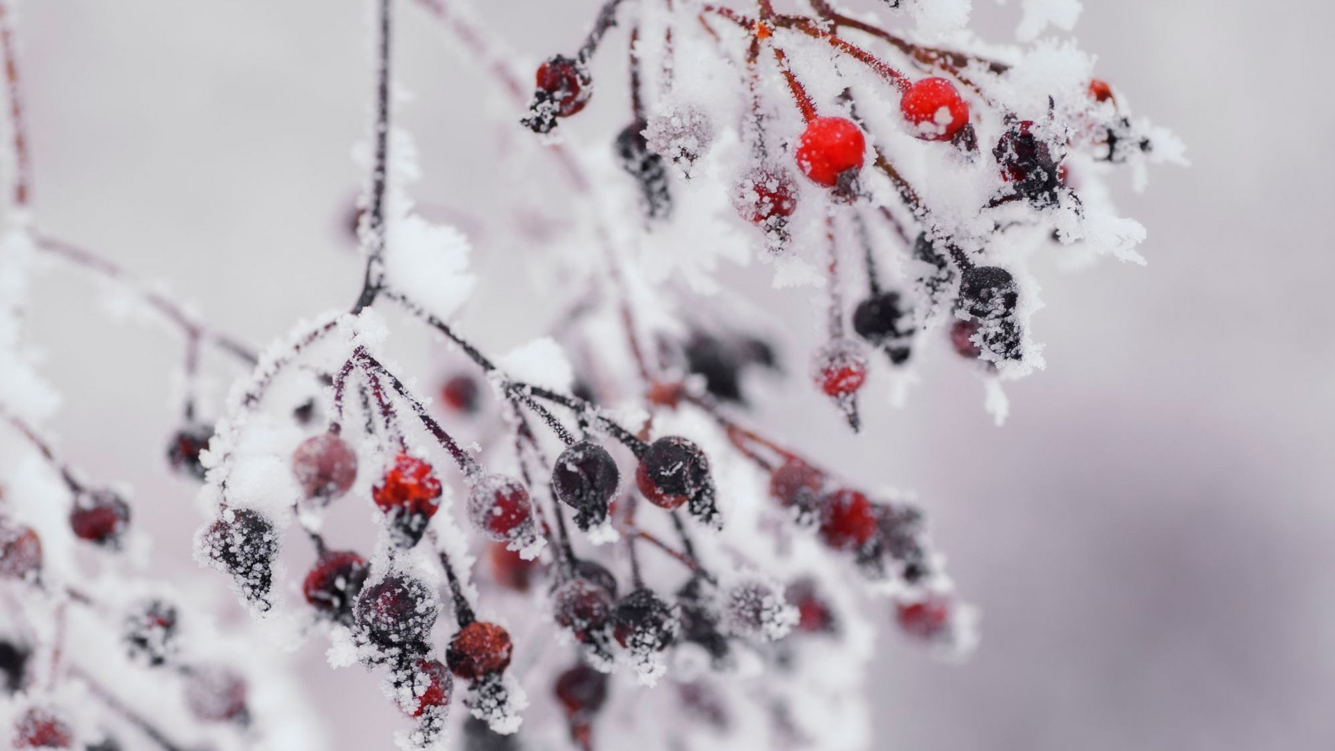Ein Zweig mit roten und schwarzen Beeren ist mit Schnee und Frost bedeckt. Die Beeren heben sich klar von der weißen, frostigen Umgebung ab, was einen winterlichen, kühlen Eindruck vermittelt.