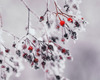 Ein Zweig mit roten und schwarzen Beeren ist mit Schnee und Frost bedeckt. Die Beeren heben sich klar von der weißen, frostigen Umgebung ab, was einen winterlichen, kühlen Eindruck vermittelt.