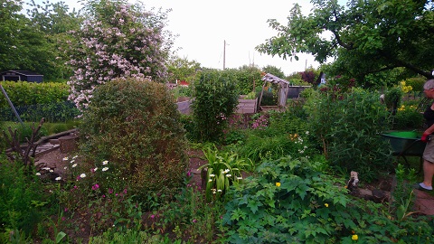 Ein blühender Garten mit verschiedenen Pflanzen und Blumen. Im Hintergrund sind Bäume und ein Gartenhaus zu sehen. Eine Person arbeitet im Garten und kümmert sich um die Pflanzen. Die Atmosphäre wirkt einladend und lebendig.