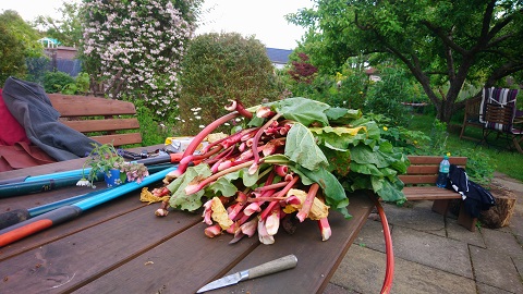 Ein Bündel frischer Rhabarber liegt auf einem Holztisch im Garten. Das Gemüse hat leuchtend rote Stängel und große grüne Blätter. Im Hintergrund sind einige Gartenutensilien und Pflanzen sichtbar.