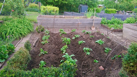 Ein Gemüsegarten mit mehreren Reihen frisch gepflanzter Pflanzen in lockerer Erde. Im Hintergrund sind Hochbeete mit weiteren Pflanzen und eine grüne Gartenlandschaft zu sehen. Der Garten ist ordentlich angelegt und bietet eine ruhige Atmosphäre.