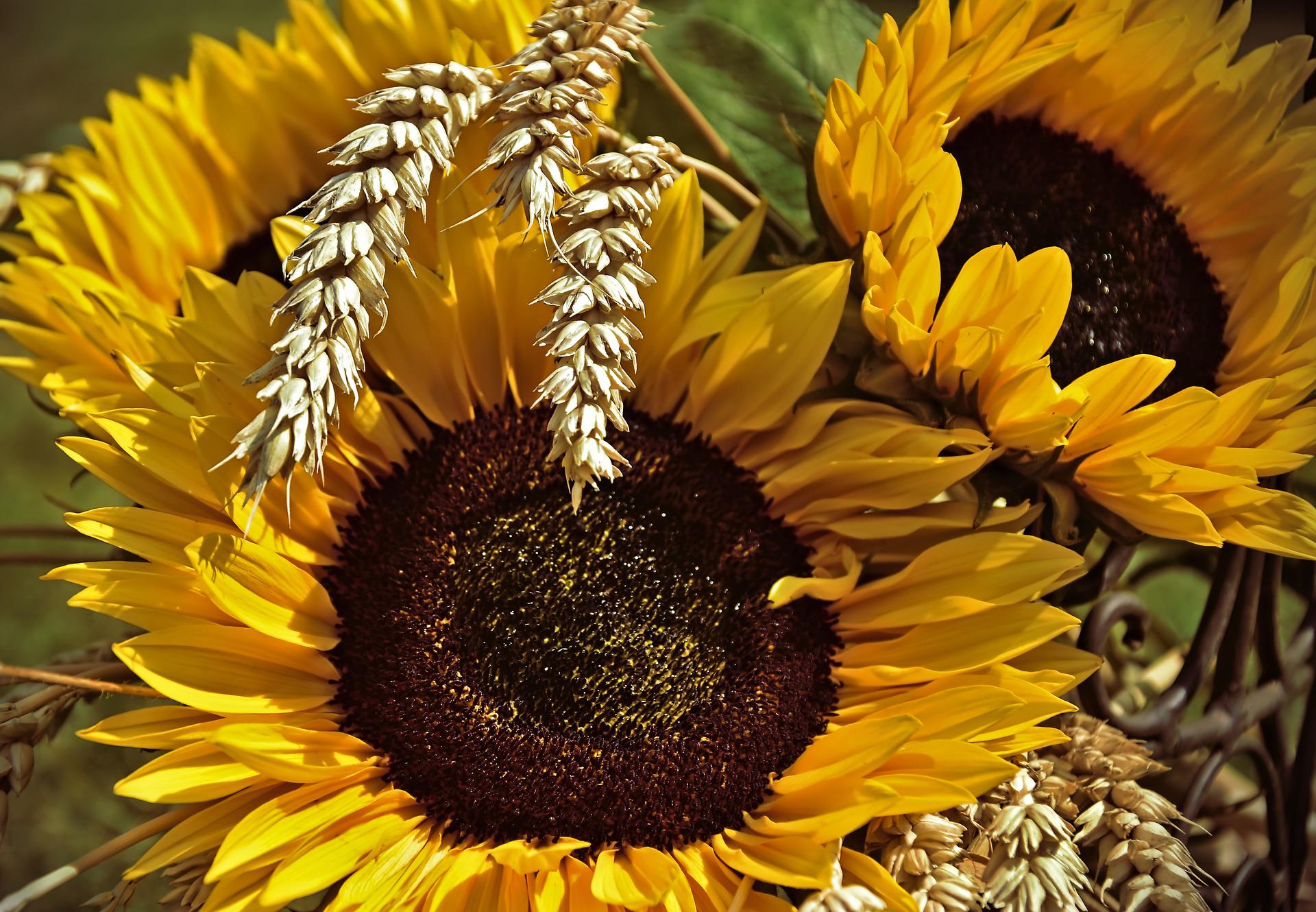Ein Arrangement aus leuchtenden Sonnenblumen mit großen, braunen Blütenmitten und lebhaften, gelben Blütenblättern. Getrocknete Ähren sind partielle Elemente dieser Blumenanordnung, die die natürliche Schönheit und den ländlichen Charme betonen.